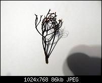 ������� �� ����������� ��� ����������
��������: DSCN0265.JPG
����������: 647
������:	86.1 ��
ID:	572